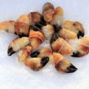 Double Pincer Crab Claw 1x1 KG