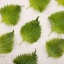 Shiso Green Leaf 1x50 GM