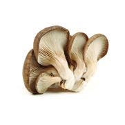 Oyster Mushrooms 1x1 KG
